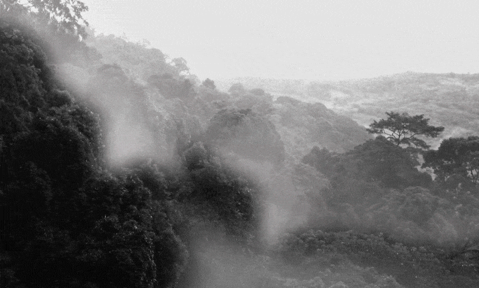 Over Monkey Republic