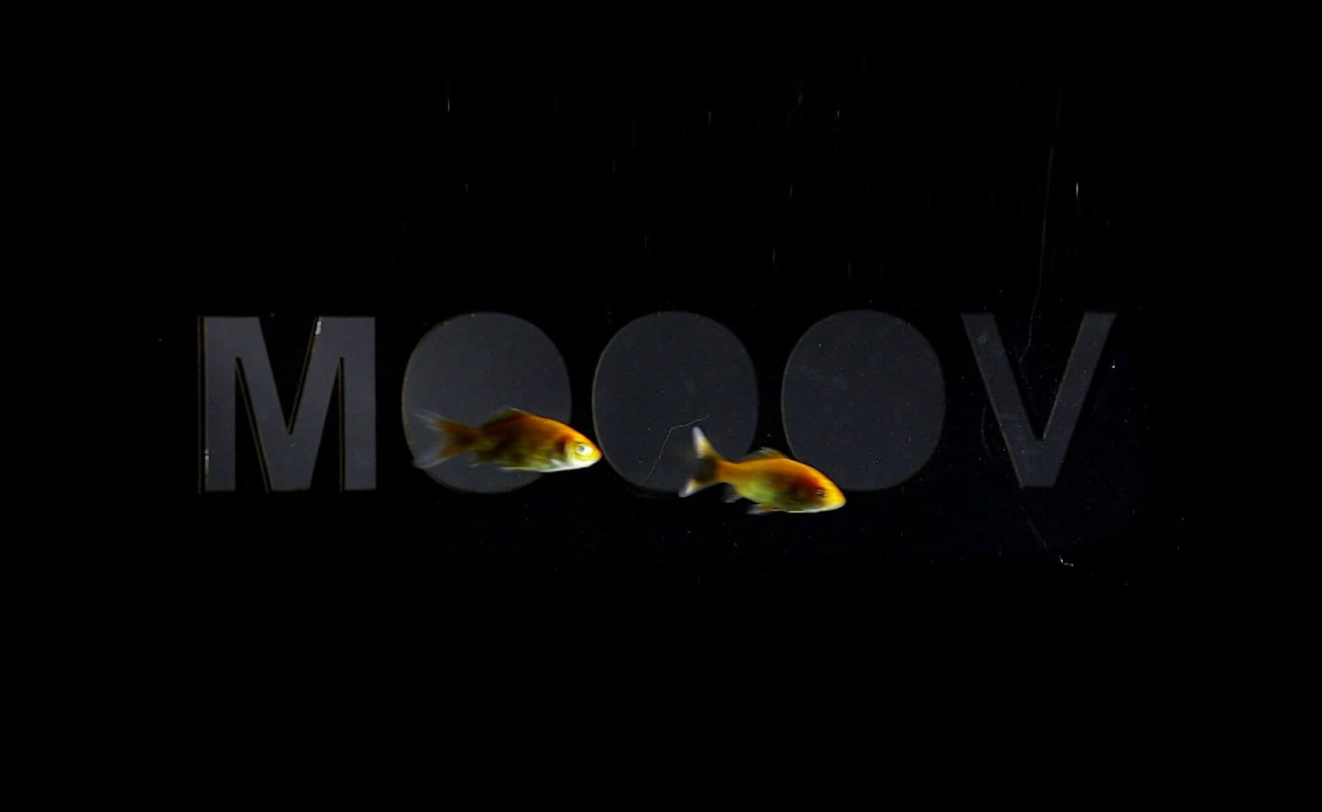 MOOOV Dans Muziek Sport Beweging